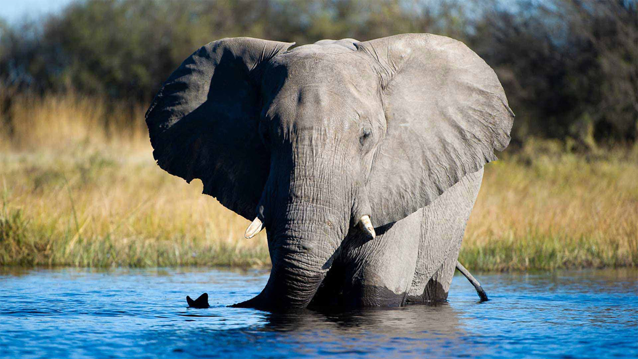 Elefante africano