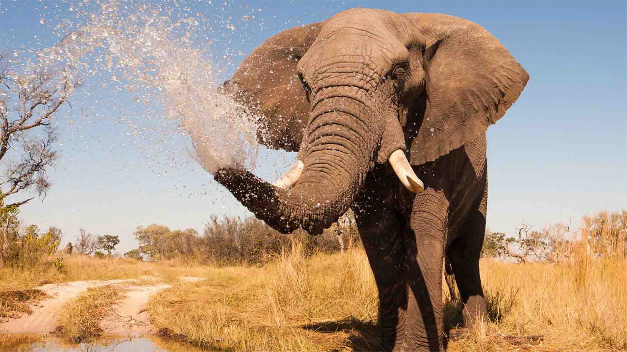 Elefante africano