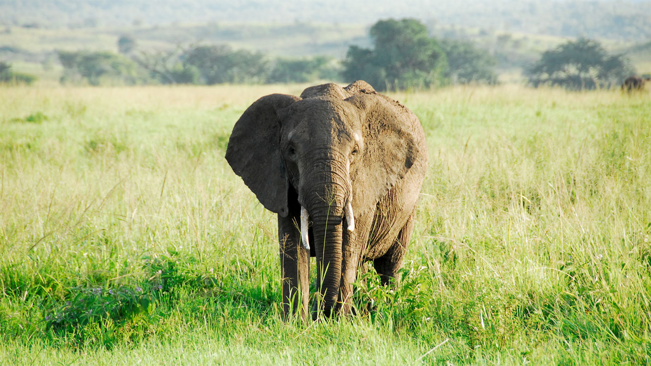 Elefante africano