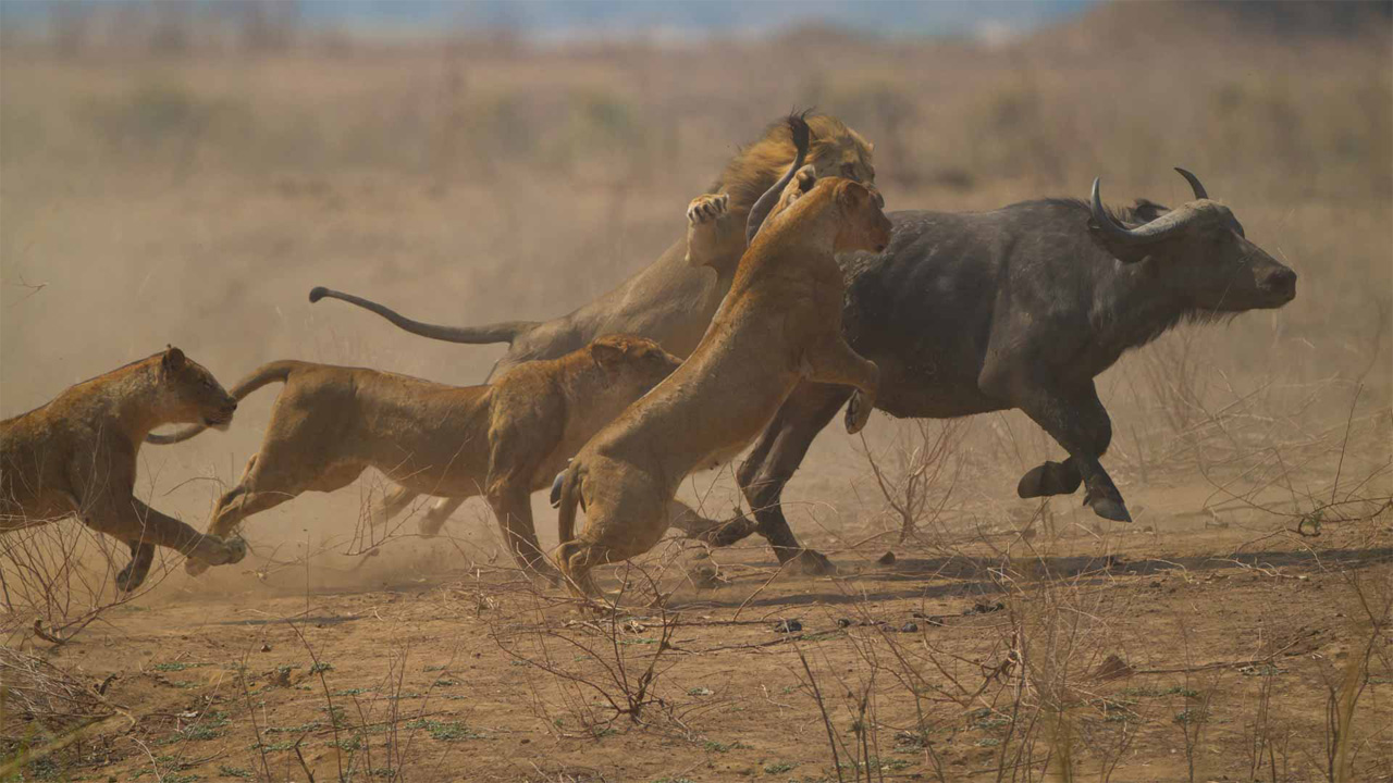 Leones cazando un bufalo cafre