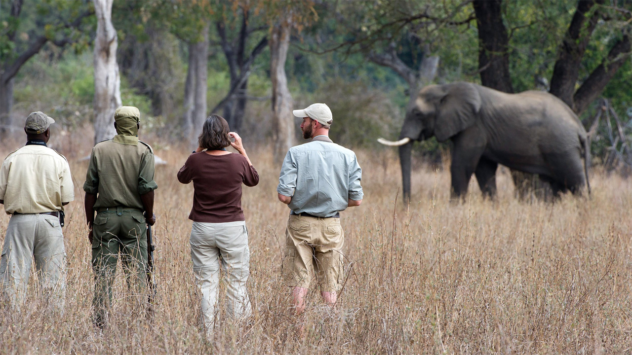 Observación de elefantes