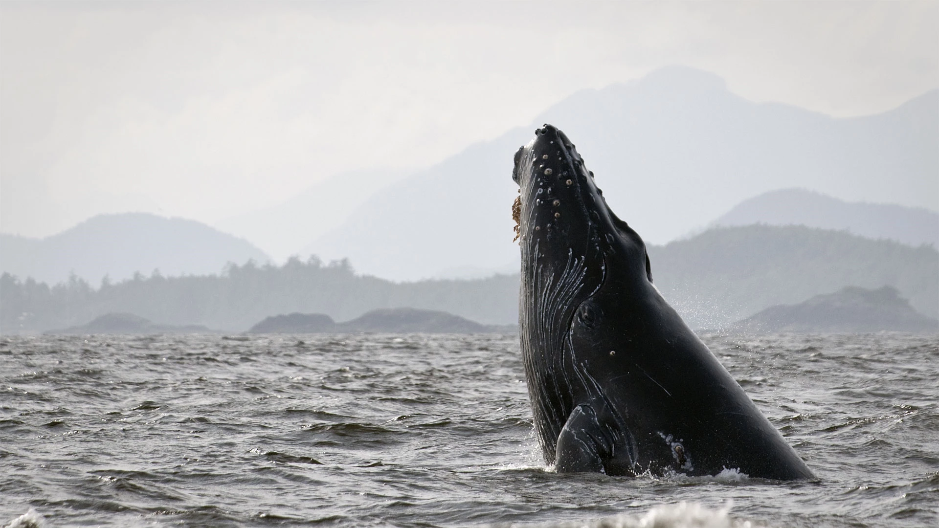 Ballena Jorobada