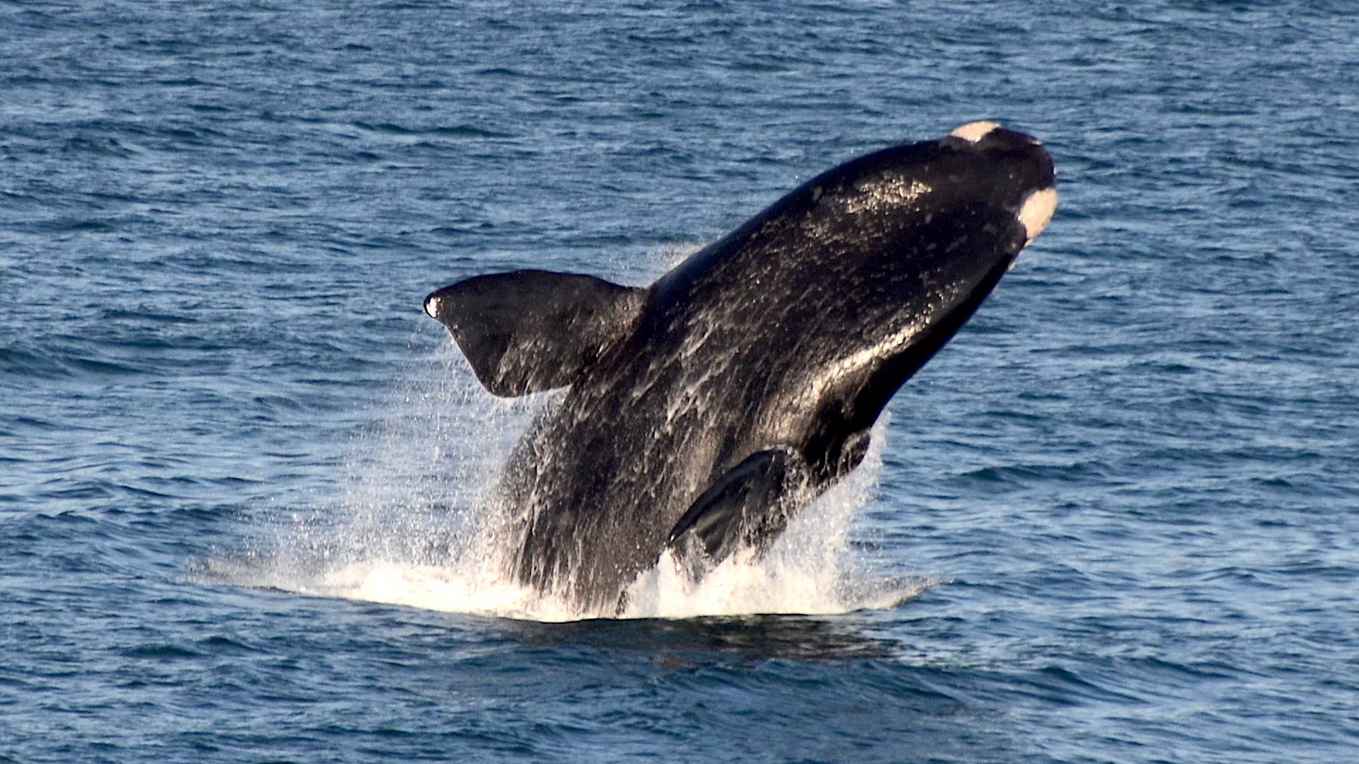 Ballena Franca Austral